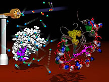 Un haz de radiación X sincrotrónica (más a la izquierda) destruye las moléculas de agua para formar radicales hidroxilo. Estos reaccionan ante las cadenas químicas en una molécula de proteasa de adenovirus (izquierda) para reflejar, en el modelo en 3D que se observa a la derecha, el modo en que el ADN adenoviral (rojo) se liga y activa la proteasa de la AVP. Imagen utilizada con la autorización de la American Society for Biochemistry and Molecular Biology (Sociedad de Bioquímica y Biología Molecular de los EE.UU.)