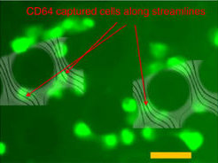 fluorescent image of immune cells captured on micro-posts