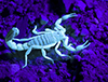 This is an image of a scorpion that is glowing green under a black light