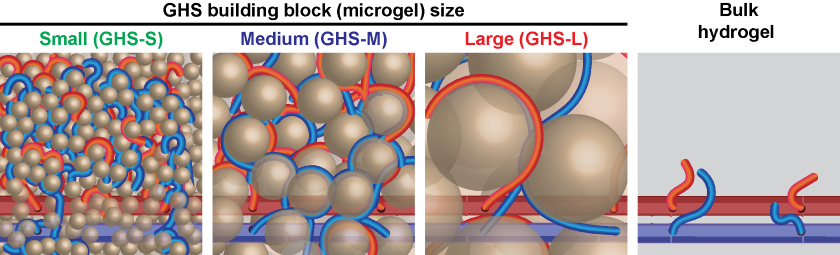 illustration of different size microgels with pores