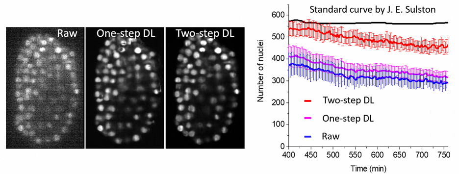 lateral slice through c. elegans embryo