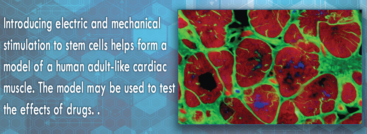 iPS-derived cardiomyocytes have formed heart tissue that closely mimics human heart functionality.