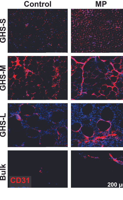 image of fluorescent staining of cells within tissues