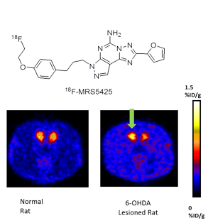 Figure of PET scan in rats