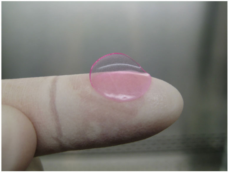 An image of a small human tissue engineered liver on the tip of a gloved hand