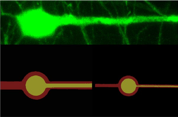 size comparison of brain neuron and electronic neuron
