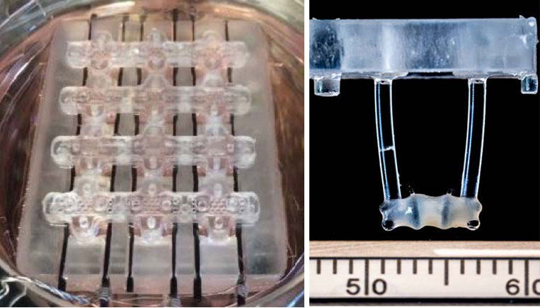 An image of engineered cardiac tissue attached to two tubes.