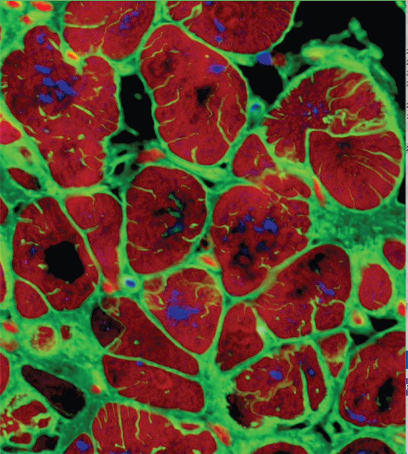 The image shows brightly colored red cardiomyocyte cells with bright green outlines