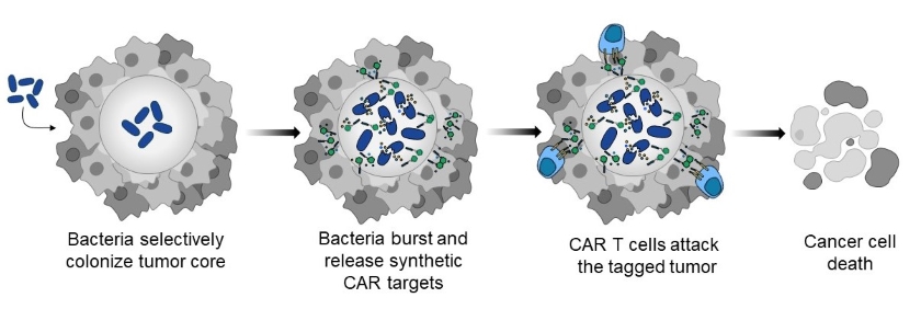 Schematic describing how the bacterial CAR T-cell platform selectively kills cancer cells