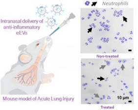 artistic illustration of acute lung injury mouse model and reduced inflammation