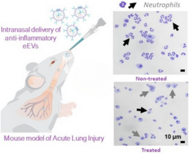 illustration of mouse model and reduced inflammation