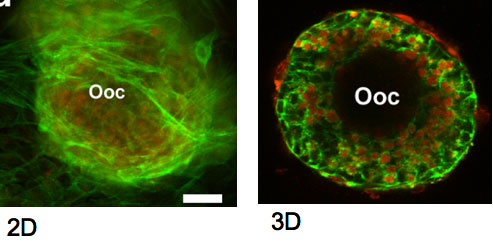 El hidrogel sirve para mantener la arquitectura del folículo. En un cultivo 2D, el folículo se aplana, y las células granulosa y teca se separan y emigran del ovocito en la superficie de poliestireno, eliminando la comunicación entre las células foliculares. En 3D, el folículo mantiene su arquitectura normal, permitiendo así la comunicación entre células. Verde: filamentos de actina (citoesqueleto). Rojo: rodamina-dextrano, un factor soluble internalizado por células que reflejan la actividad diferencial dentro de la población celular. Ooc – ovocito.