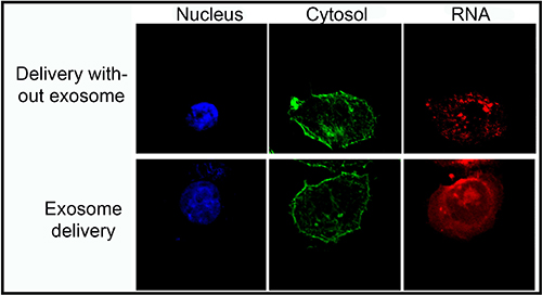 Cancer cell images with fluorescence