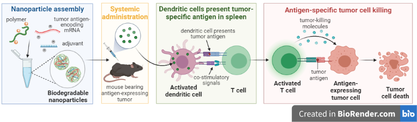Schematic explaining how the biodegradable nanoparticles target dendritic cells, ultimately leading to the destruction of tumor cells