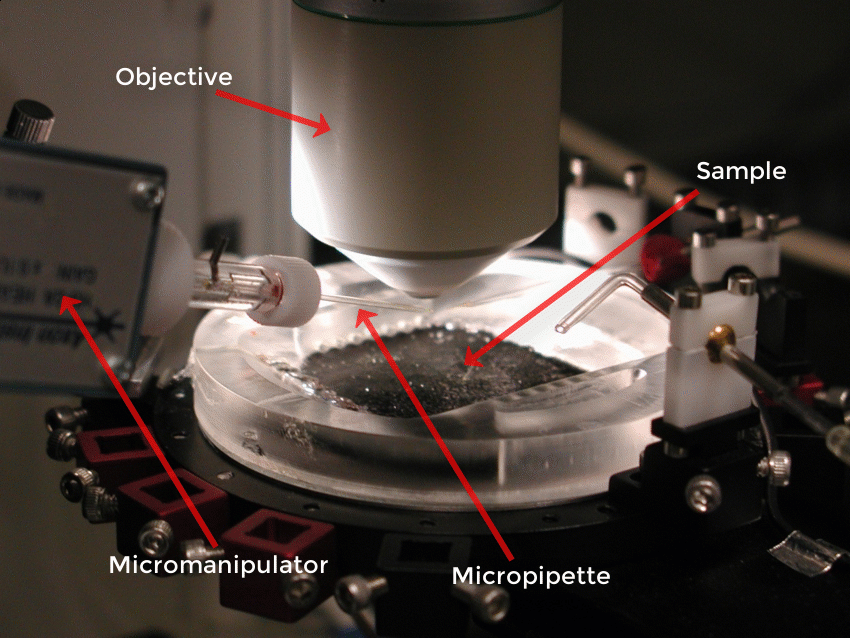 Micromanipulator and micropipette positioned under microscope objective