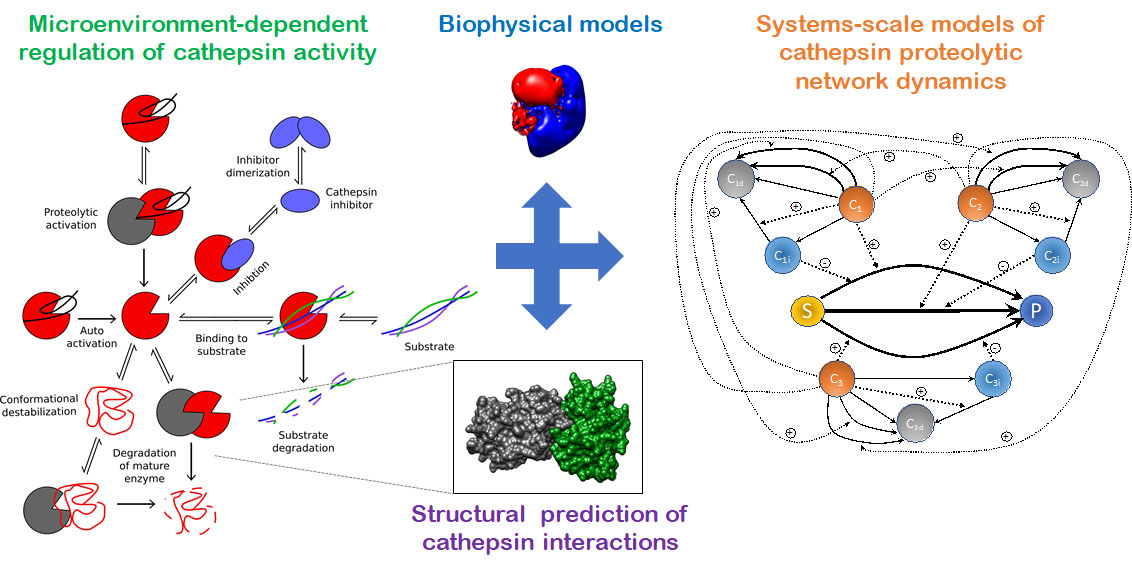 A technical diagram depicting proteolytic activity and networks