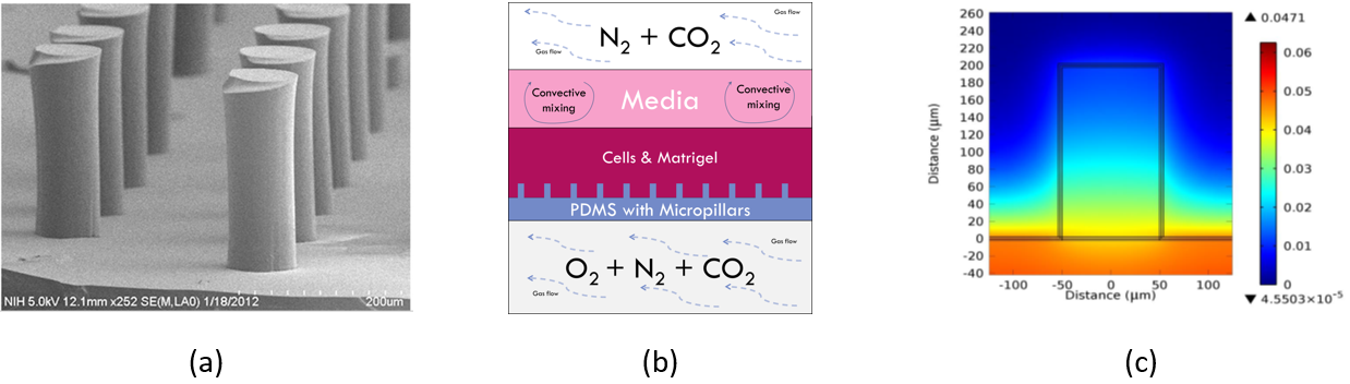 SEM image of micropillars, bioreactor conceptual design, O2 gradient modeling