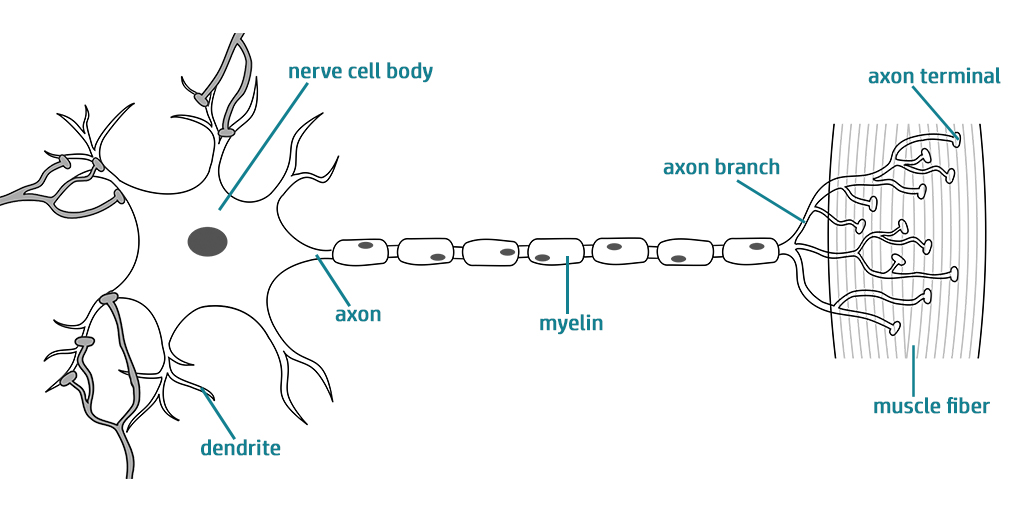 Labeled illustration of the neuromuscular junction