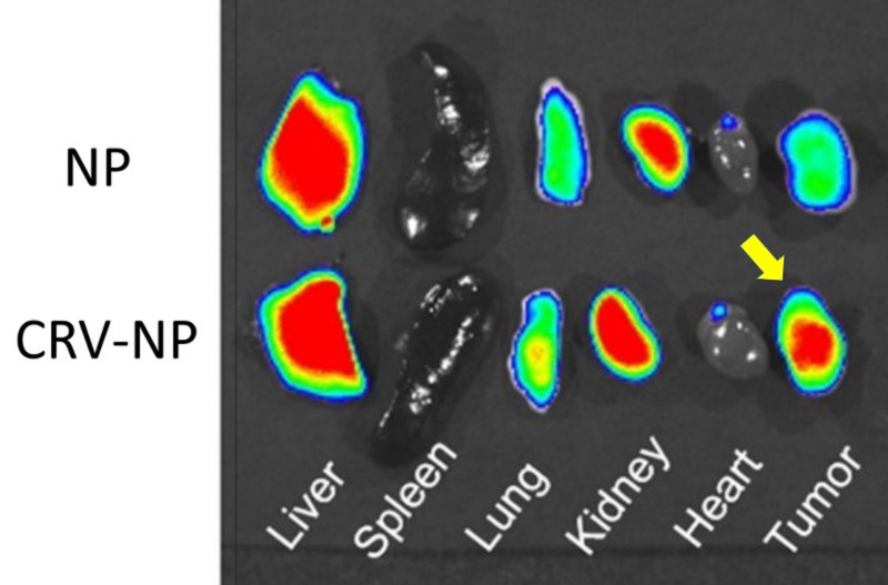 organs harvested from mice showing tumor targeting of nanoparticle