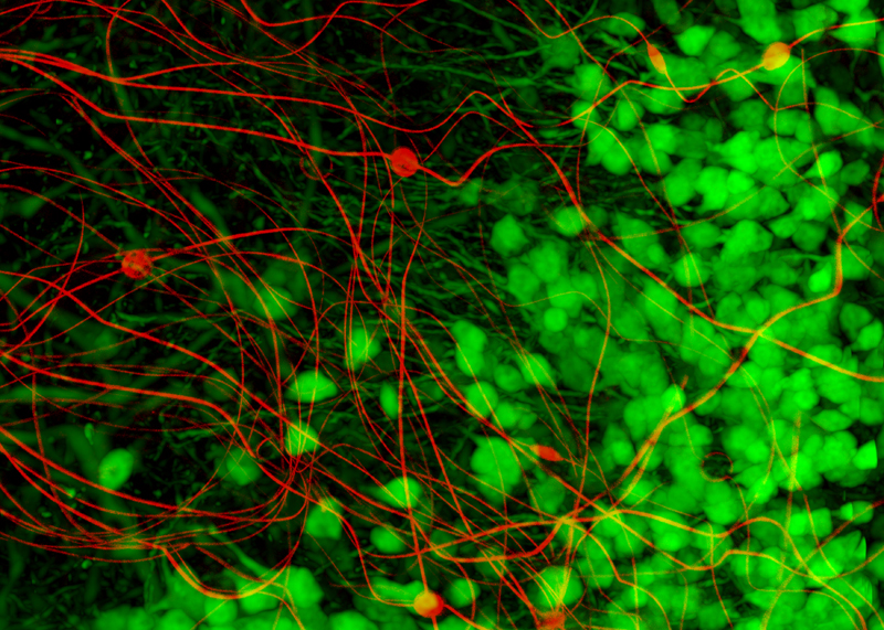 Neuron-like electronics mingles with neurons in mouse brain