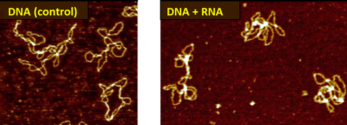 Novel bacterial RNA binds and bridges DNA double-strands
