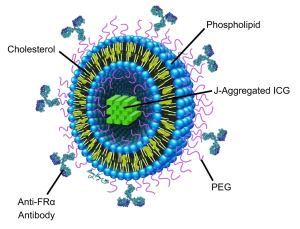 A diagram of the nanoparticle represented by blue spheres, yellow and purple lines, and a grid of green squares representing the contrast agent.