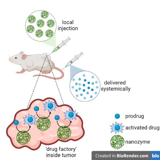 Schematic demonstrating how the nanozymes activate a drug within a tumor