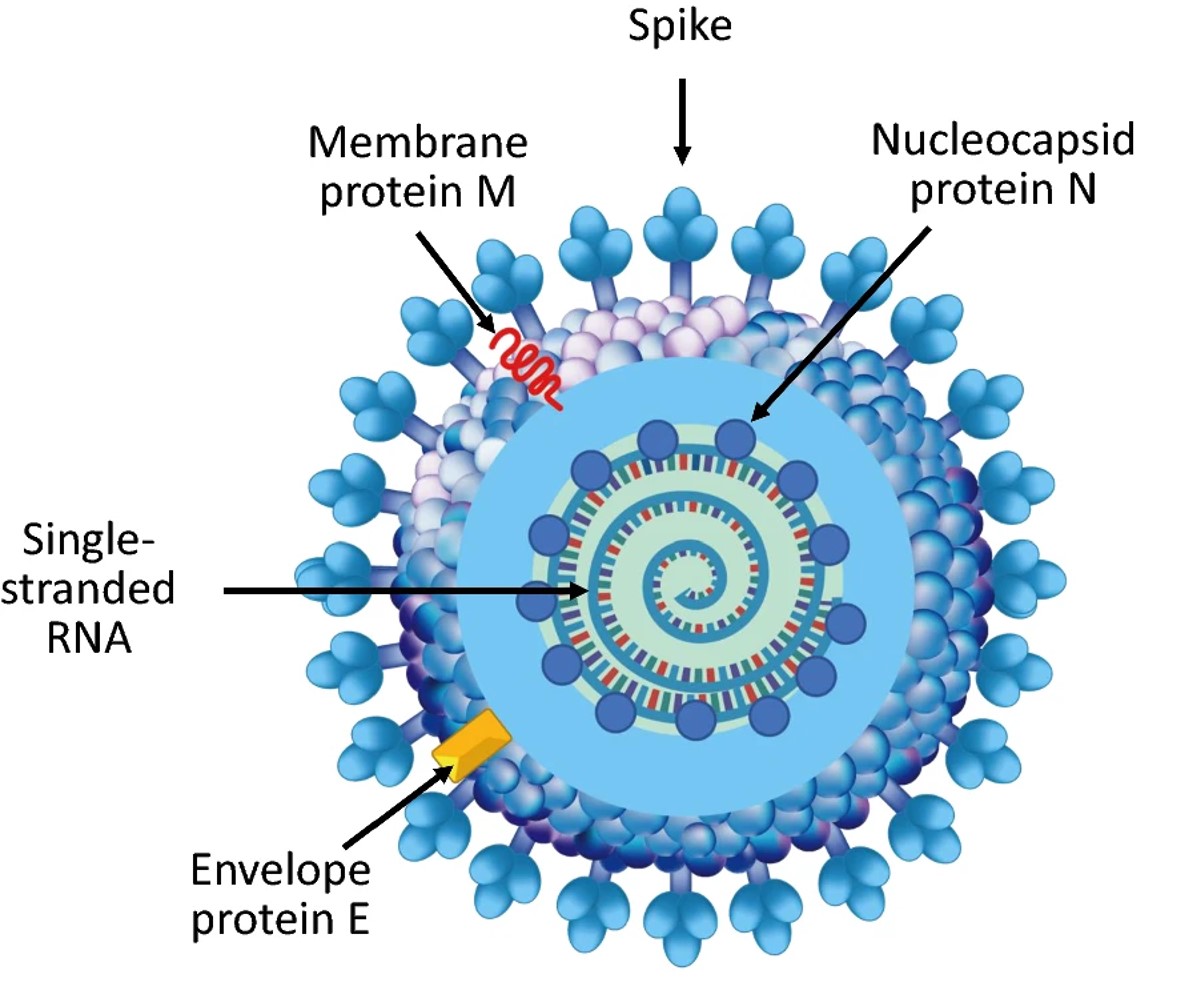 Cut-away illustration of a coronavirus