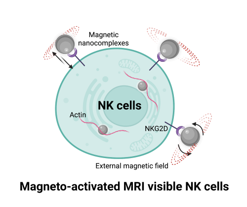 Schematic representing how the natural killer cells are activated by a magnetic field