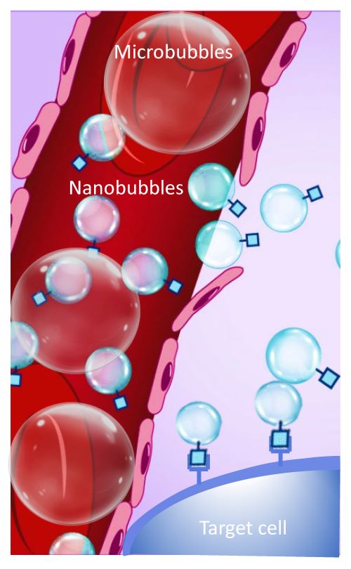 Schematic of bubbles in the vasculature, with the smaller bubbles extravasating beyond the blood vessel 