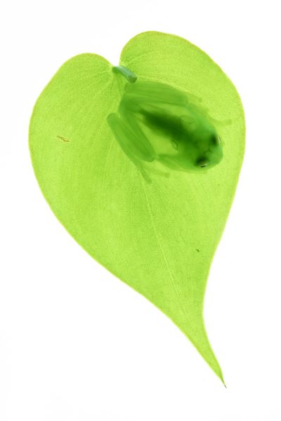 A glassfrog, nearly indistinguishable from the leaf that it is resting on.