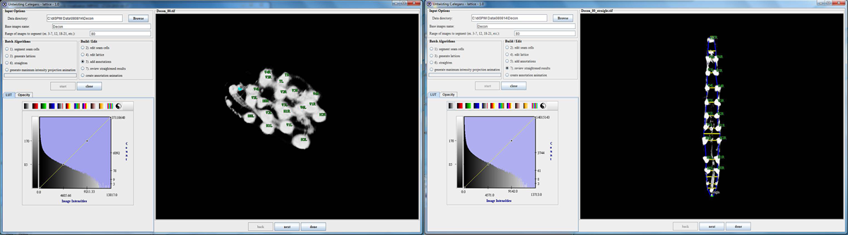 Two images of the computer software with an embryo folded up and untwisted.