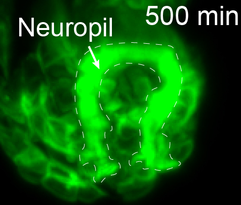 A green glowing microscopic image of a neuropil in a living C. elegans