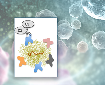 Representation of C3 molecules of complement immune system binding to antibody. First, the immunoglobulin binds to the protein that is part of the corona of a nanoparticle (blue), followed by binding of C3 to the antibody. When marked with C3, the nanoparticle is marked as an invading pathogen, setting off immune response that attacks the nanoparticle and may be dangerous to a patient.