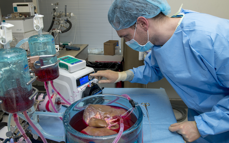 A male researcher bends over a human liver in a large blue vat hooked up to containers with red liquid.