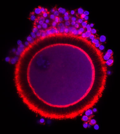 Un ovocito babuino rodeado de granulosa (cumulus) es cultivado en una matriz tridimensional de ácido algínico