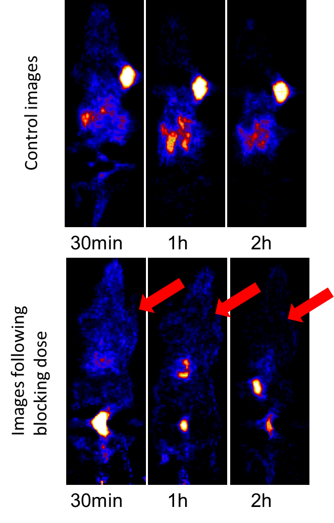 Figure of PET scan in rats