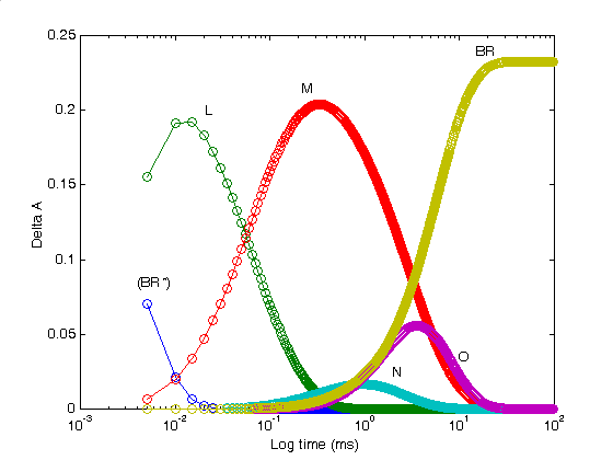 Overlapping time courses of the bacteriorhodopsin intermediates