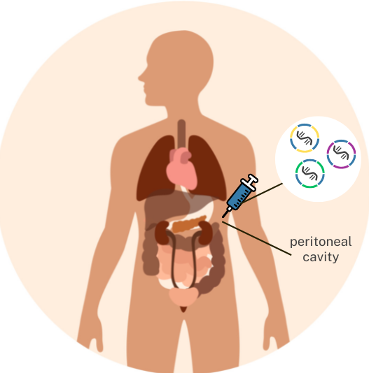 Simplified anatomy of the human body, with the peritoneal cavity labeled, along with a simplified schematic of the preclinical treatment