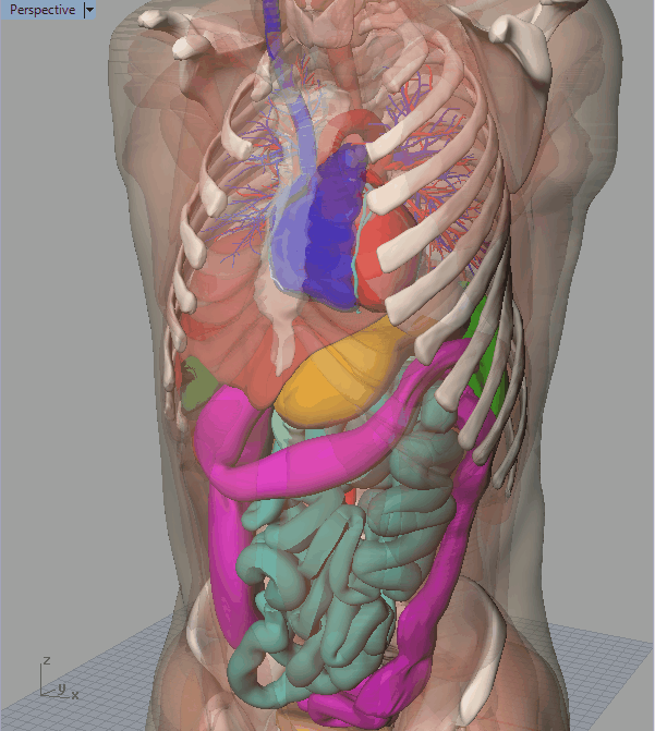 Cutaway illustration of torso