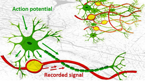 diagram of electronic-neuron implants interacting with brain neurons