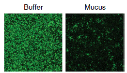 bacteria biofilm in the presence or absence of mucus