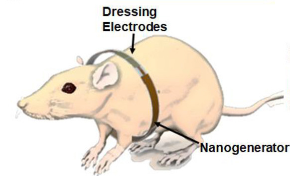 rat with skin wounds hooked up to a nanogenerator delivering electical pulses 