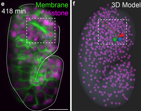 Two images of C. elegans embryos, one image from a microscope, the other a computer generated image of the same embryo.