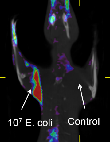 Ecoli rat pet