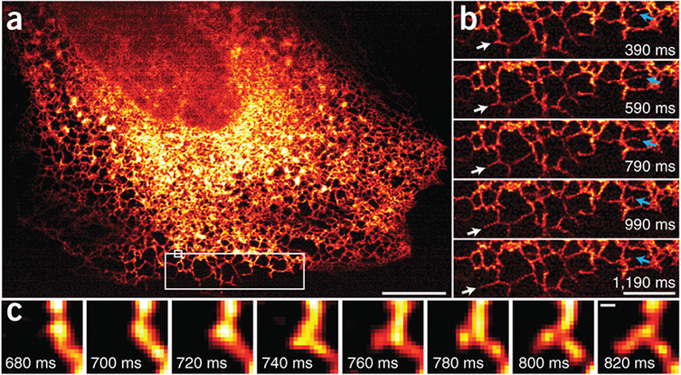 ER dynamics at 100 Hz