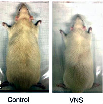Comparison of two mice; one with vagus nerve stimulation and one without