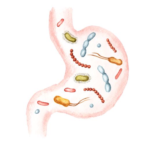 Artistic representation of the gut microbiome, with different microbes inside the stomach
