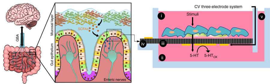 How the first brain (the brain in the gut) controls gut movements