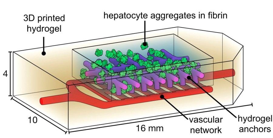 hepatic hydrogel diagram